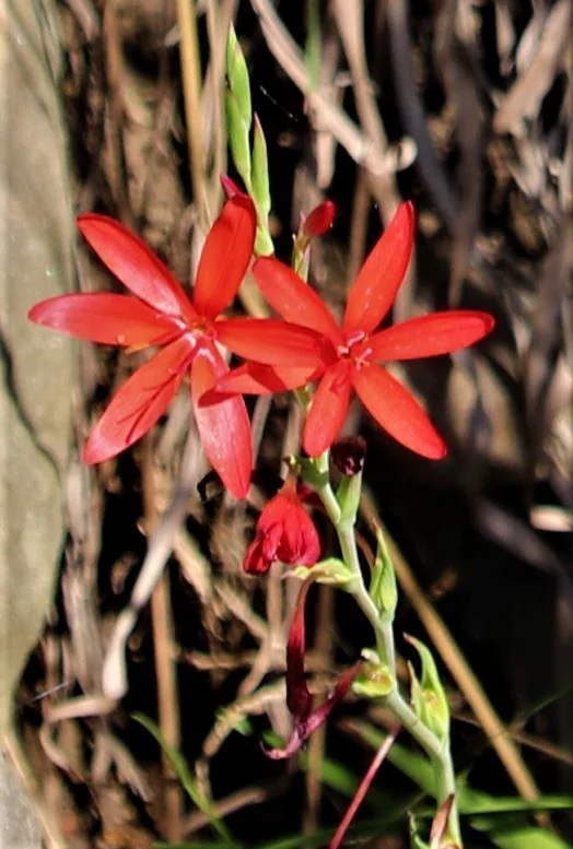 Schizostylis Coccinea