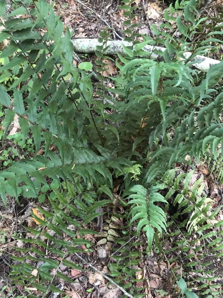 Cyrtomium fortunei