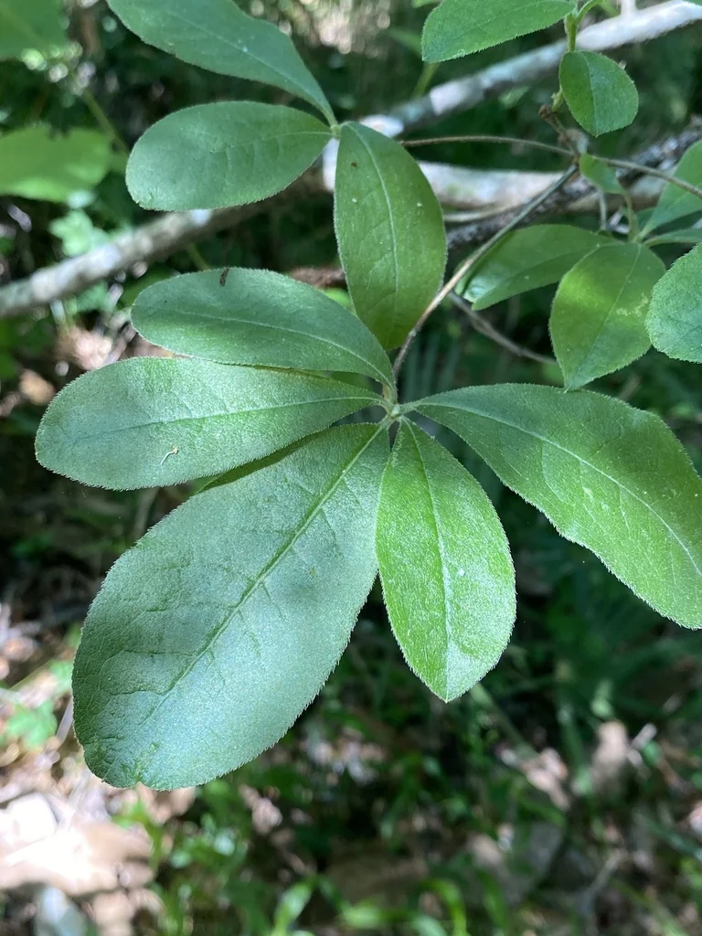 Rhododendron Austrinum