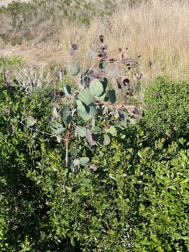 Eucalyptus Polyanthemos
