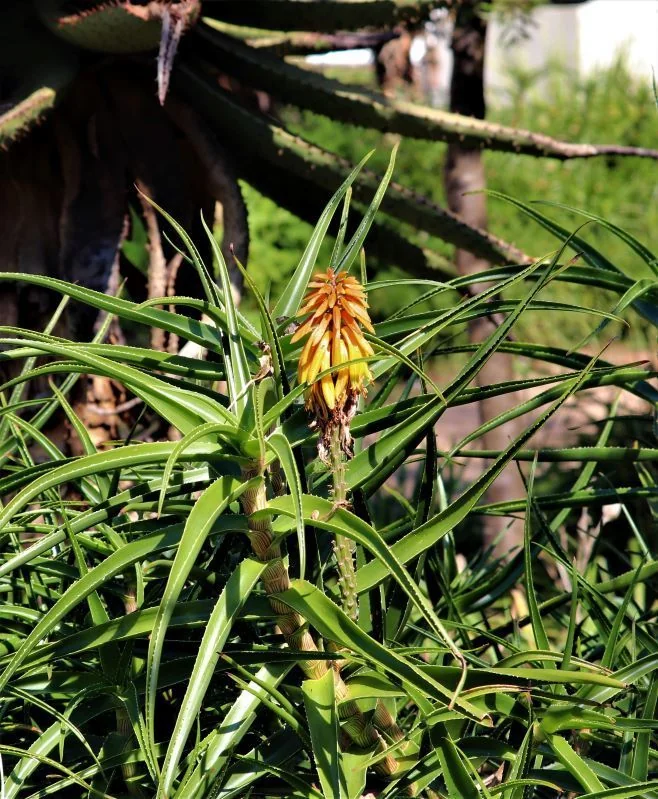 Aloe Striatula