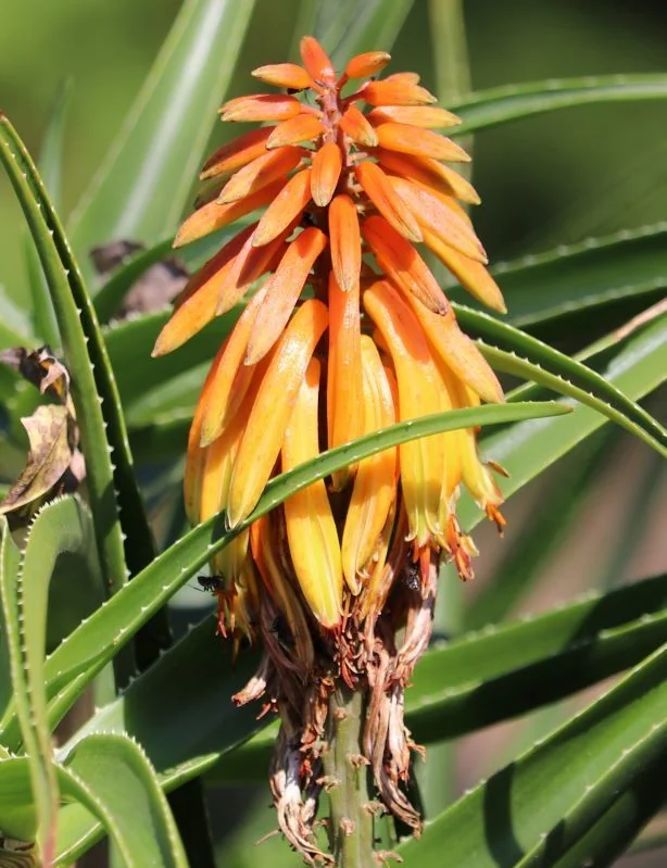Aloe Striatula