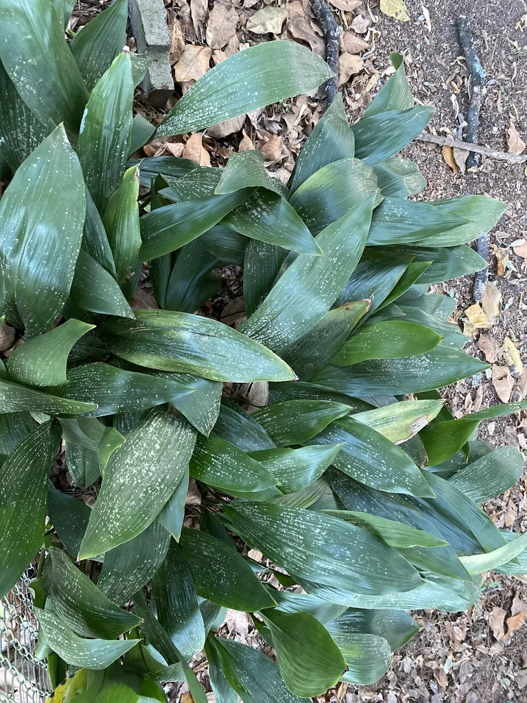 Aspidistra Elatior