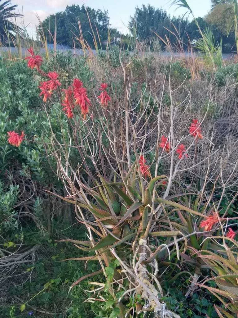 Aloe Cameronii