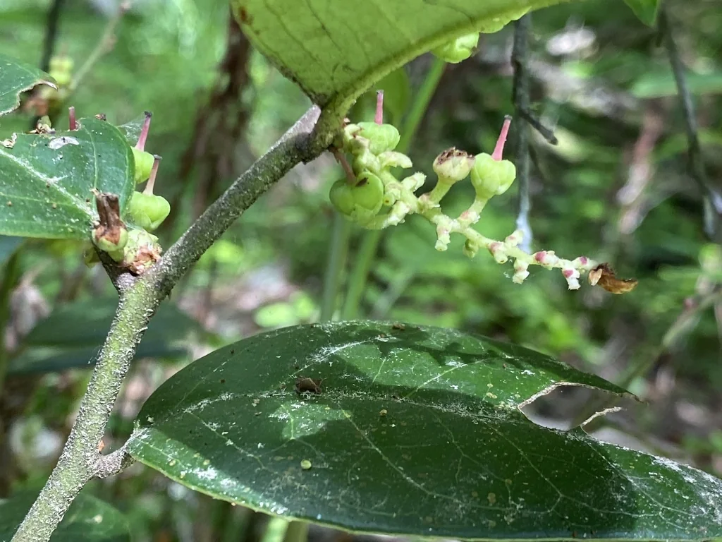 Leucothoe axillaris
