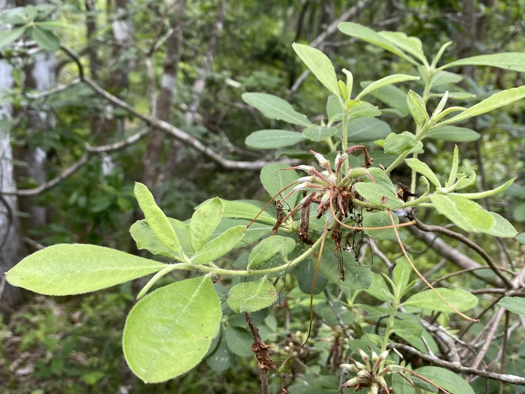 Rhododendron Austrinum