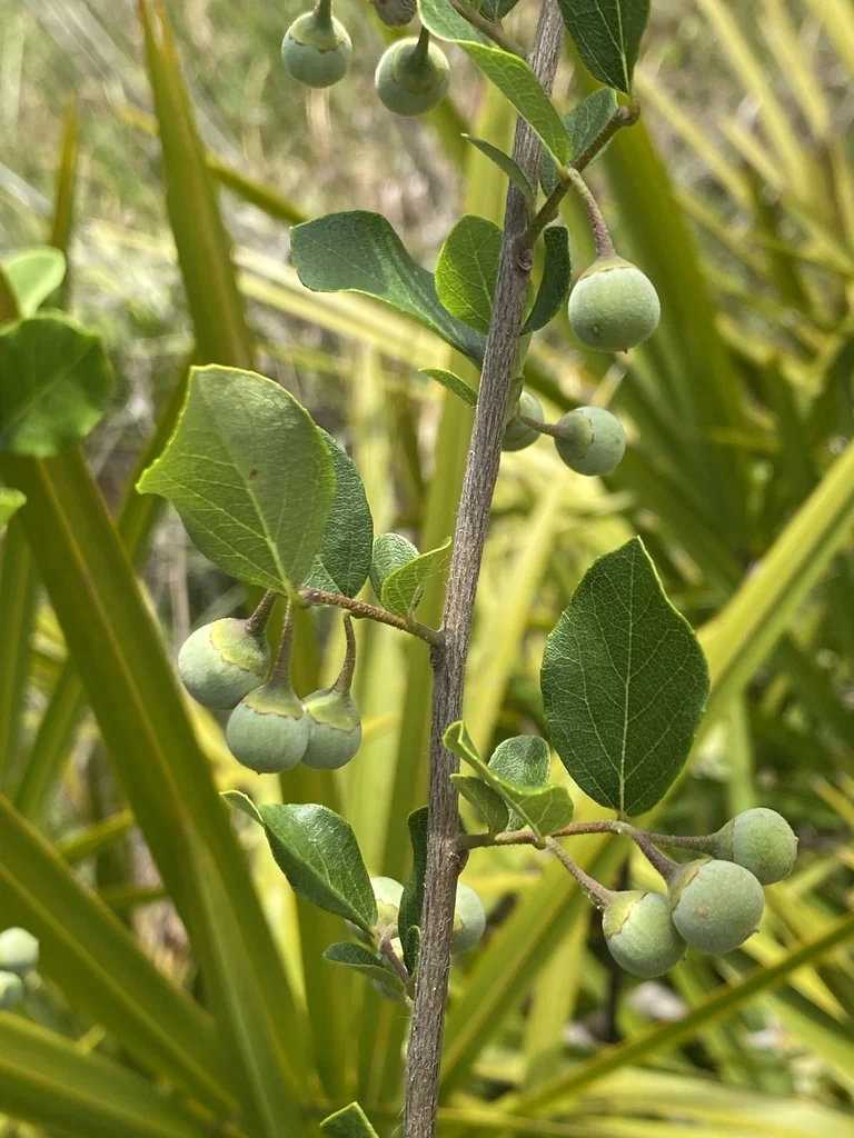 Styrax Americanus