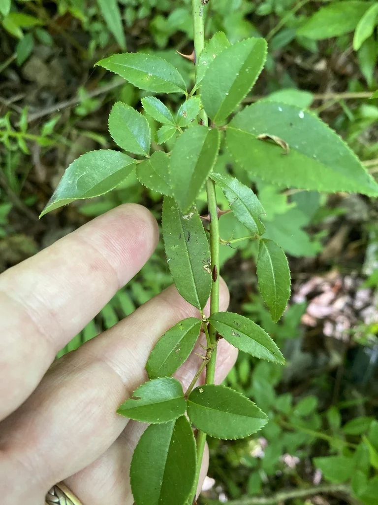 Rosa Laevigata