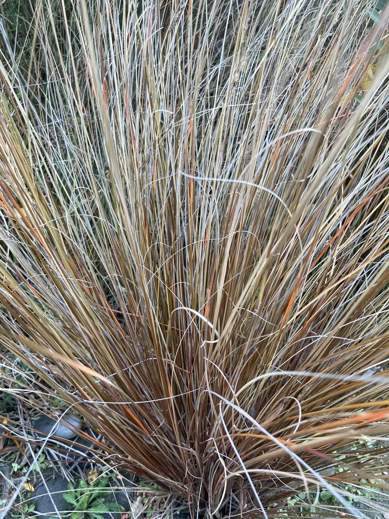 Carex Buchananii