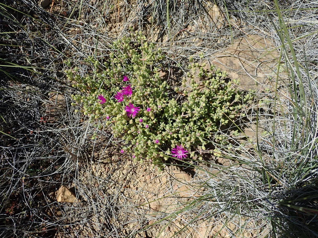 Drosanthemum Hispidum