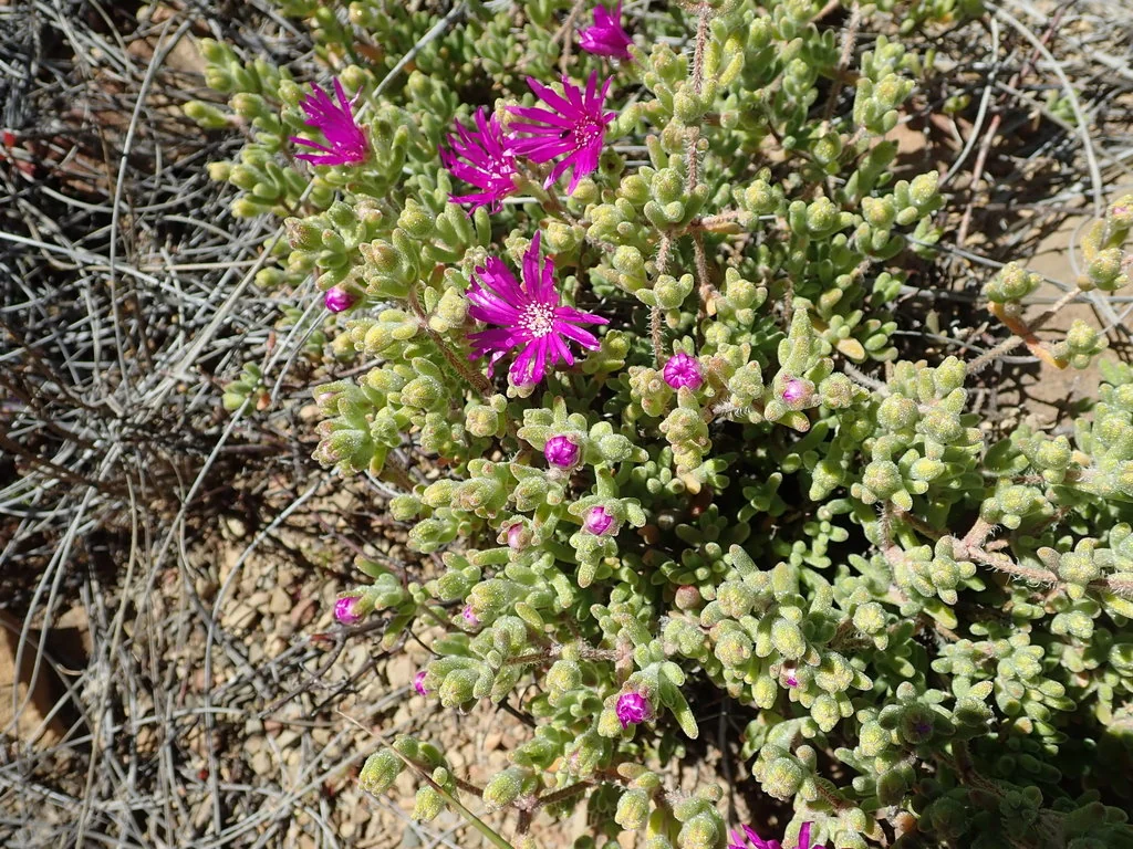 Drosanthemum Hispidum