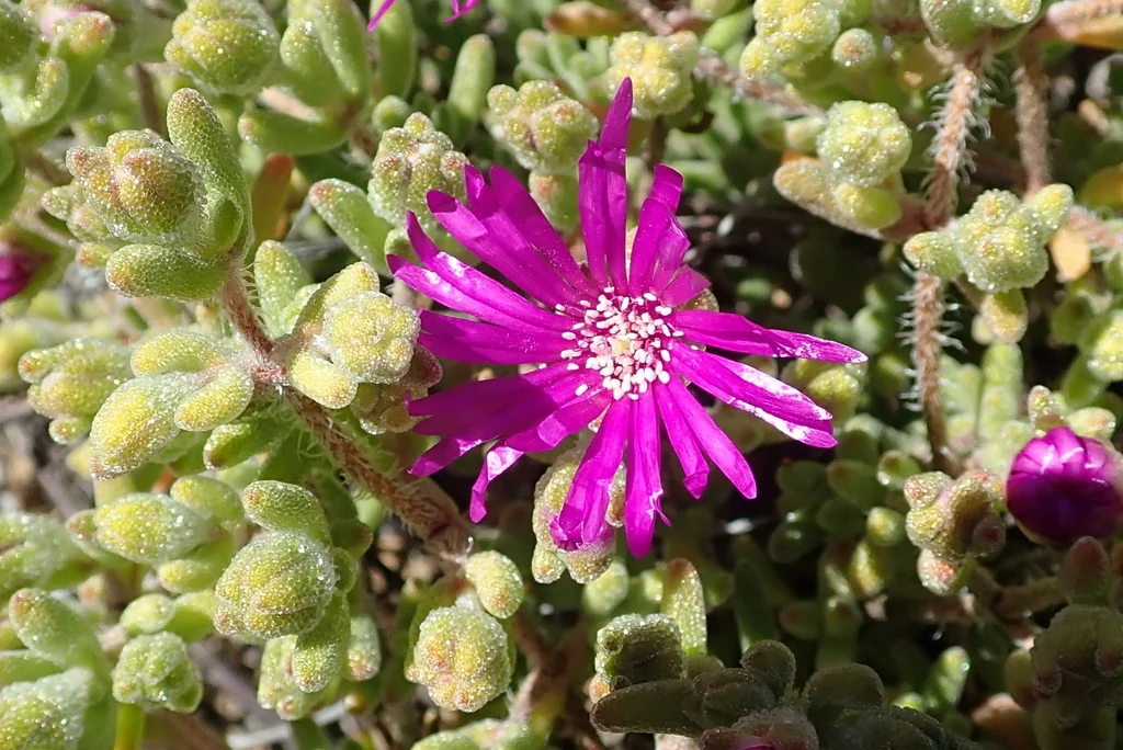 Drosanthemum Hispidum