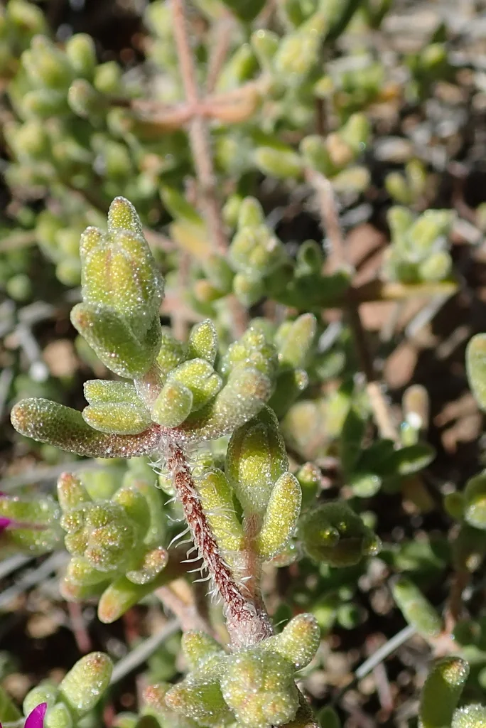 Drosanthemum Hispidum