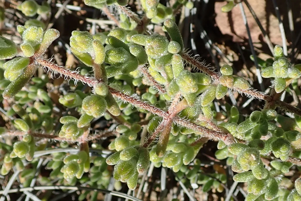 Drosanthemum Hispidum