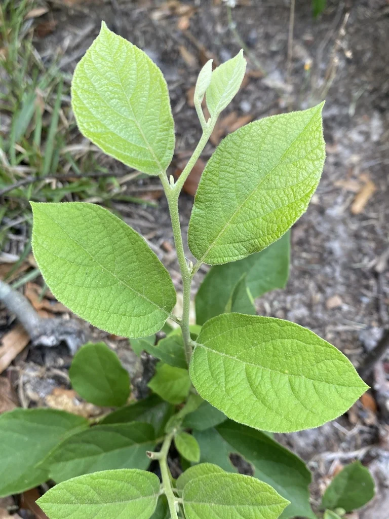 Styrax Americanus