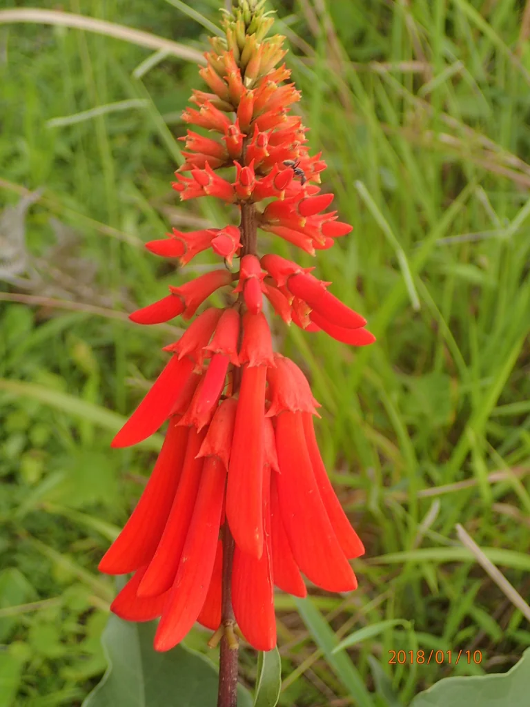 Erythrina Humeana