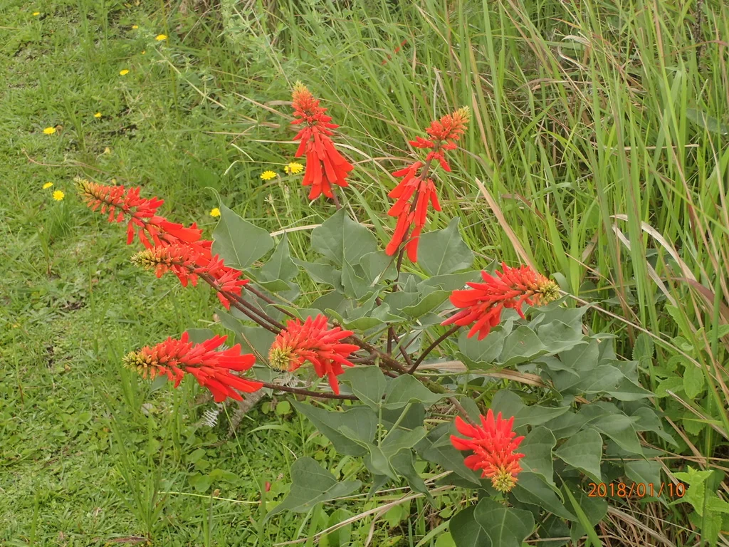 Erythrina Humeana