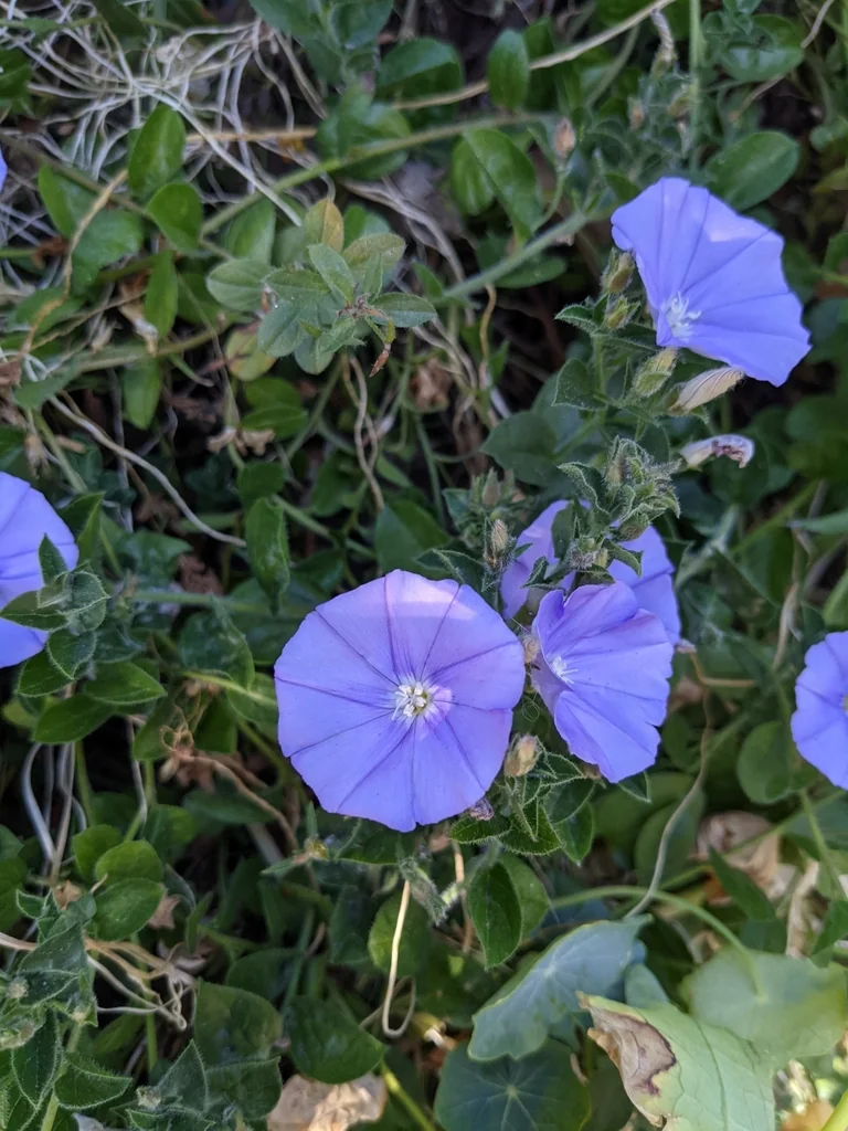 Convolvulus Sabatius