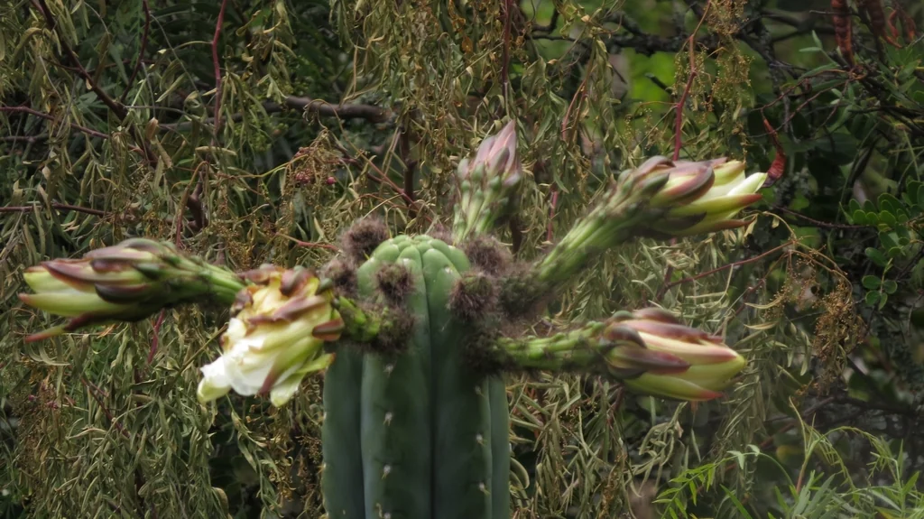 Trichocereus Pachanoi
