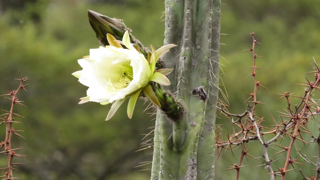 Trichocereus Pachanoi