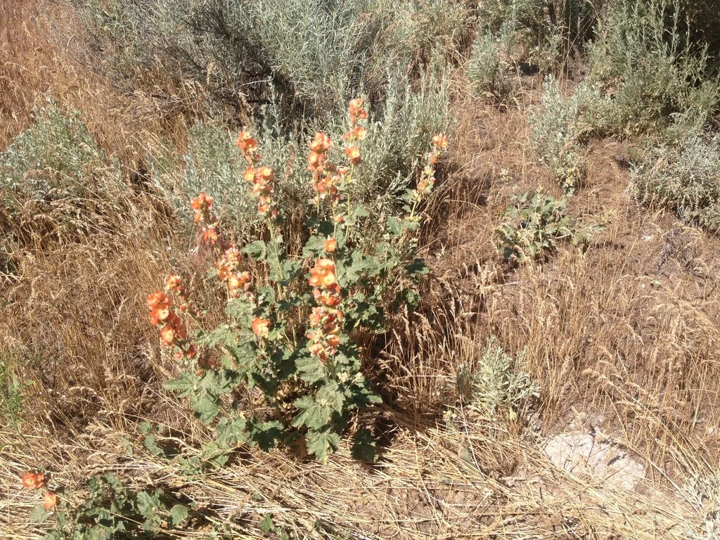 Sphaeralcea Munroana