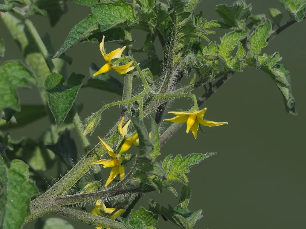 Solanum Lycopersicum Var. Cerasiforme