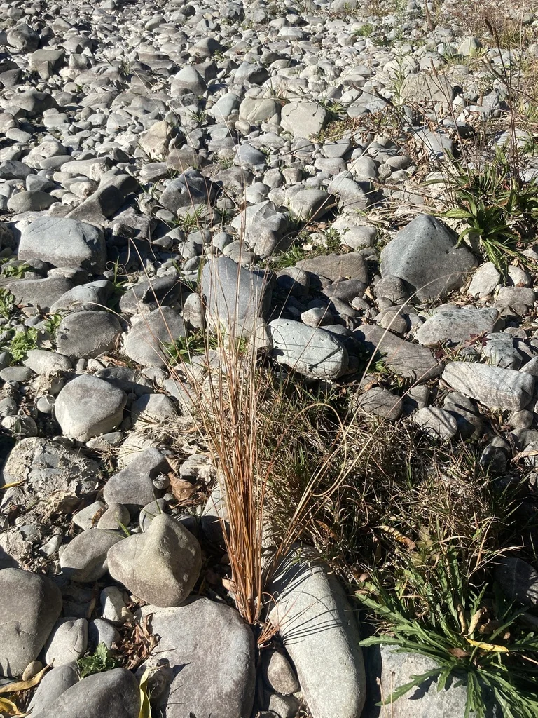 Carex Buchananii