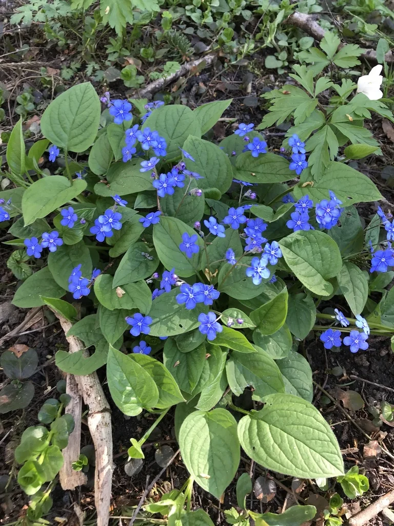 Omphalodes Verna