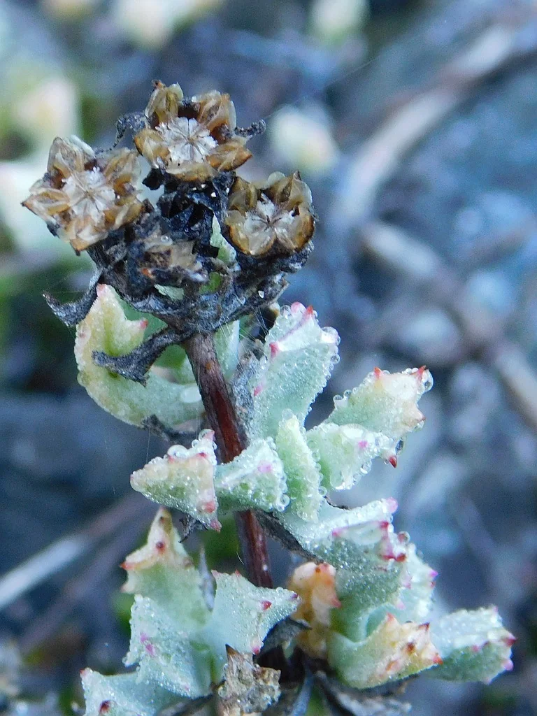 Oscularia Deltoides
