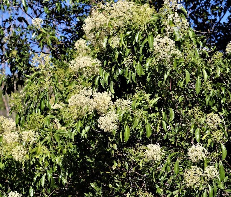 Nuxia Floribunda