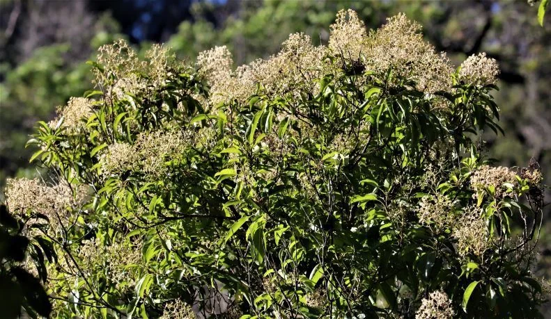 Nuxia Floribunda