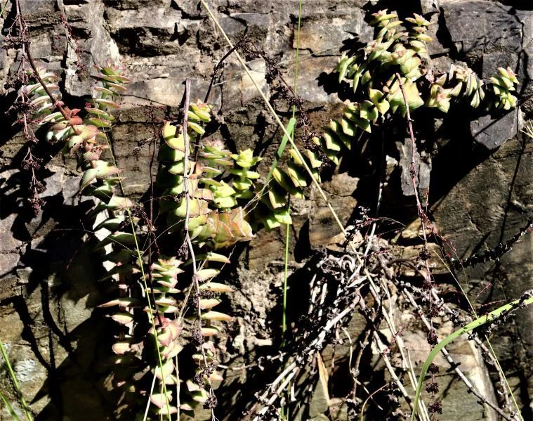 Crassula Perforata
