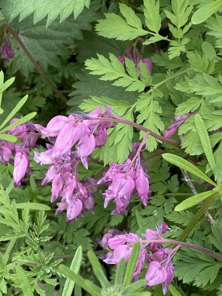 Dicentra Eximia