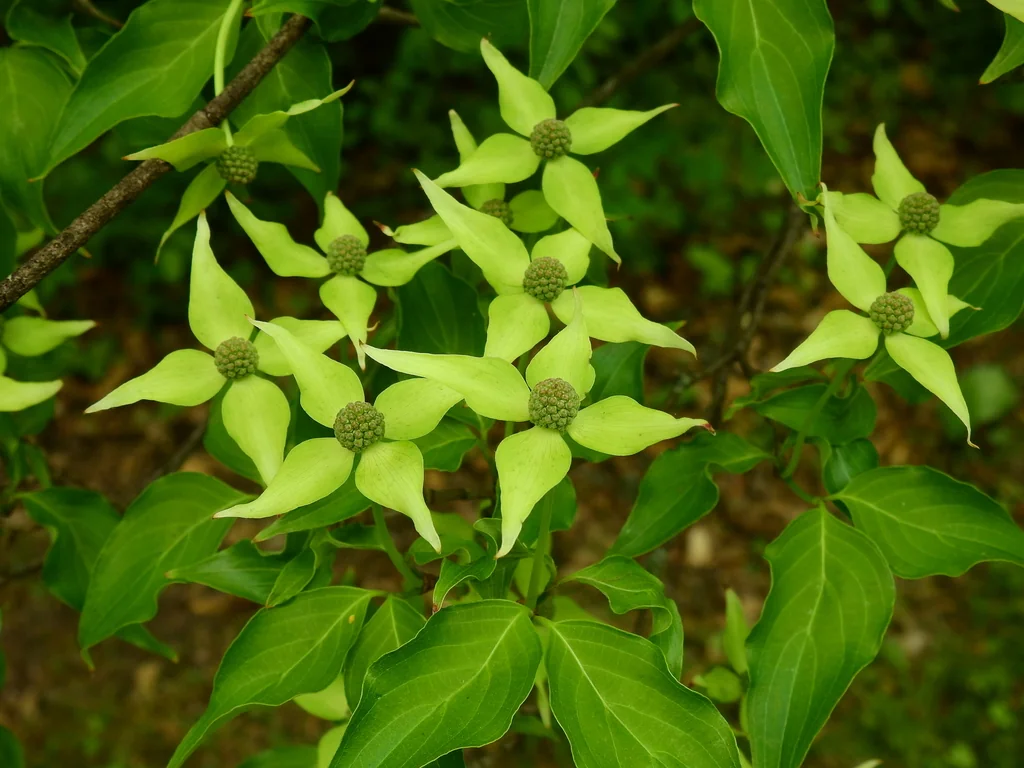Cornus Kousa