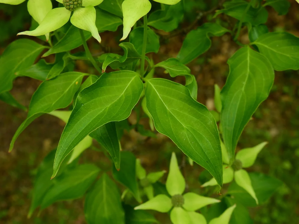 Cornus Kousa