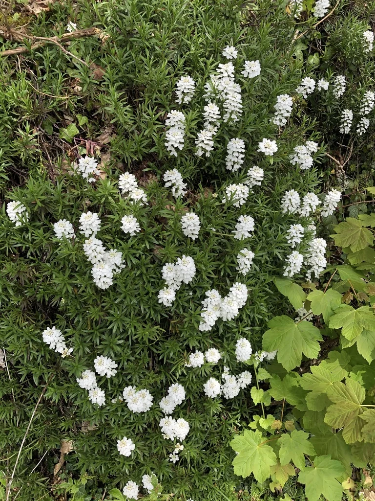 Iberis Sempervirens