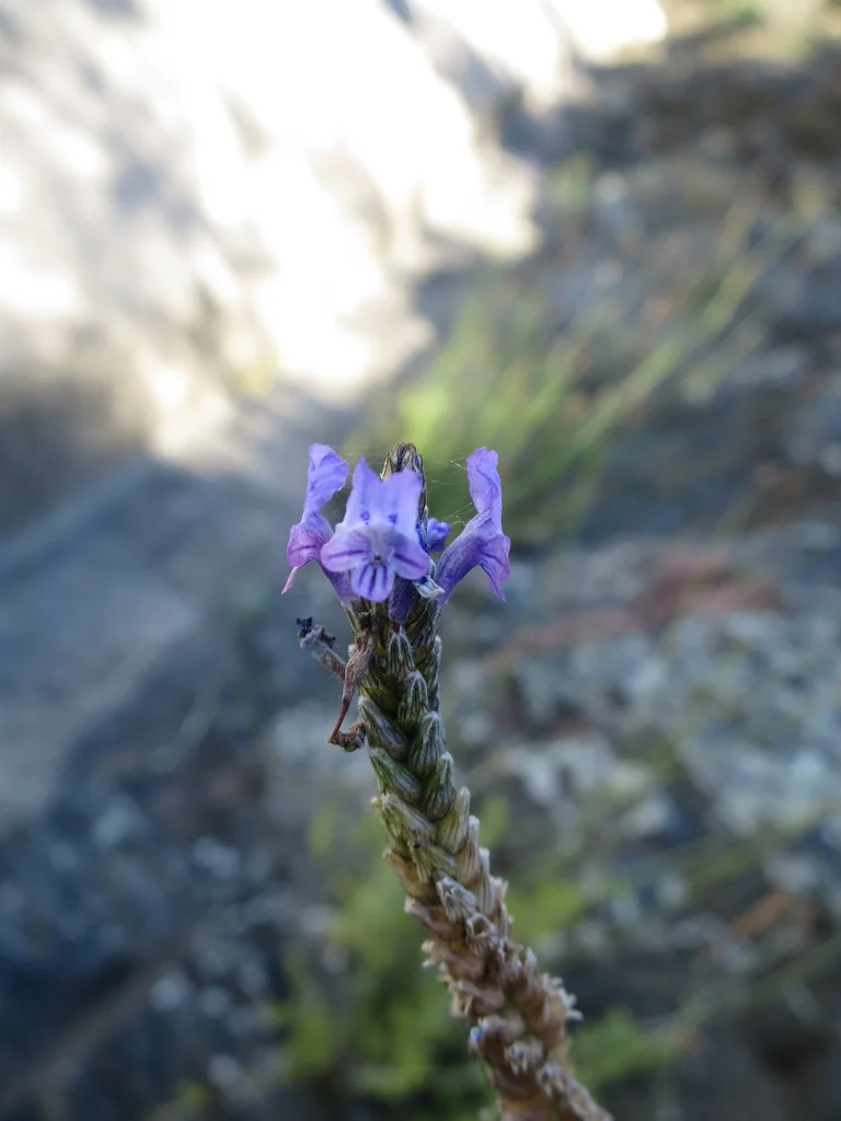 Lavandula Multifida