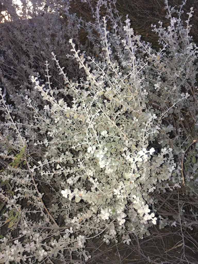 Leucophyllum Candidum