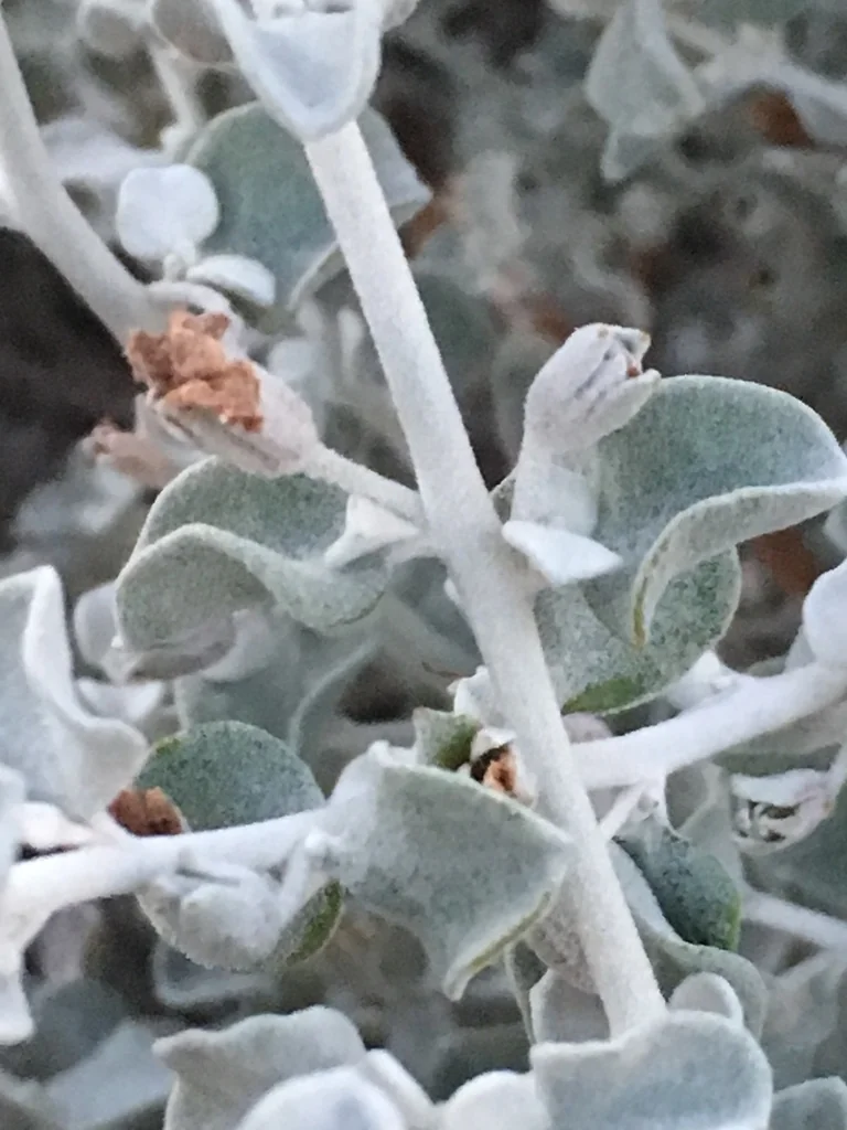 Leucophyllum Candidum