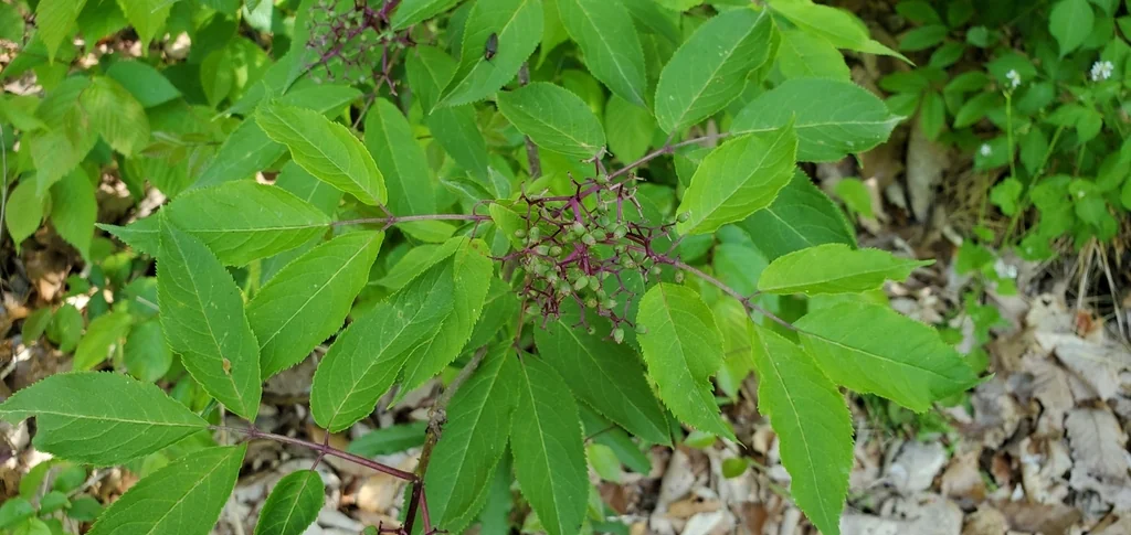 Sambucus Pubens