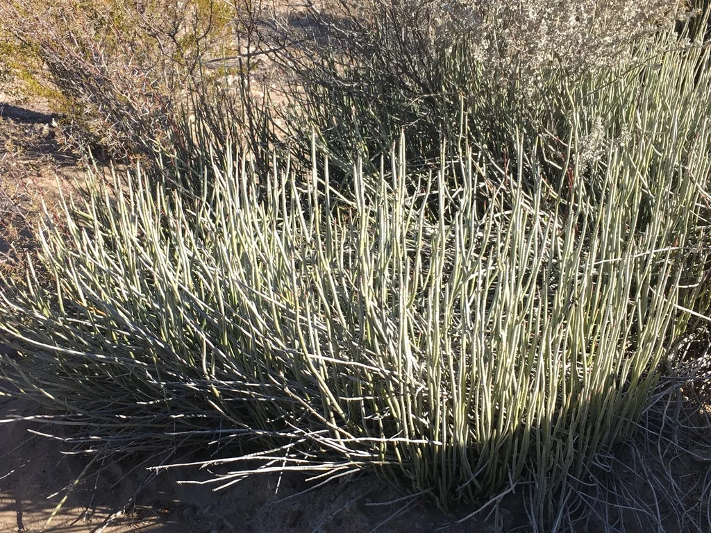 Euphorbia Antisyphilitica