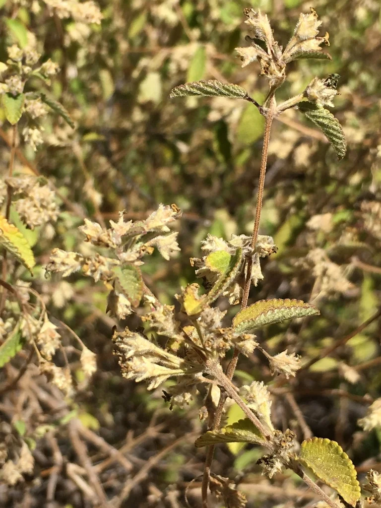 Lippia Graveolens
