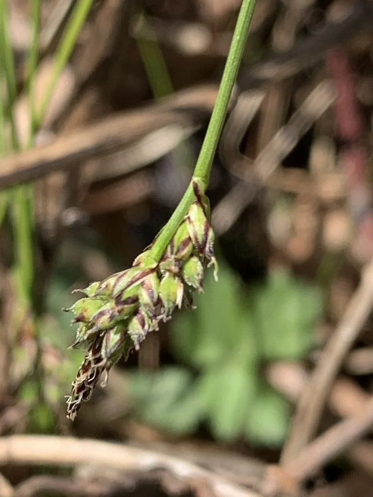 Carex Albicans