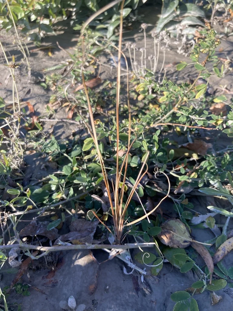 Carex Buchananii