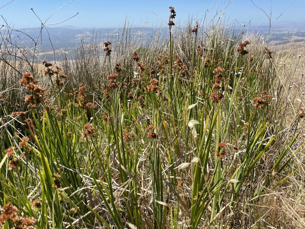 Juncus Xiphioides