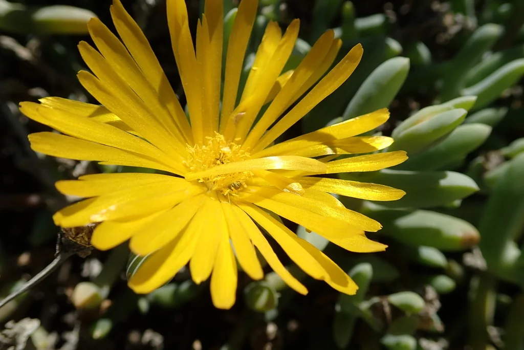 Malephora Lutea