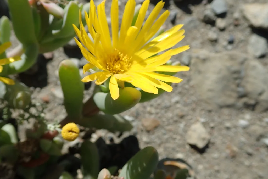 Malephora Lutea