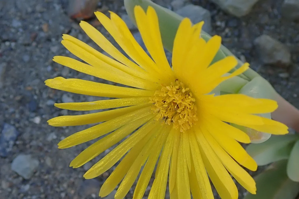 Malephora Lutea