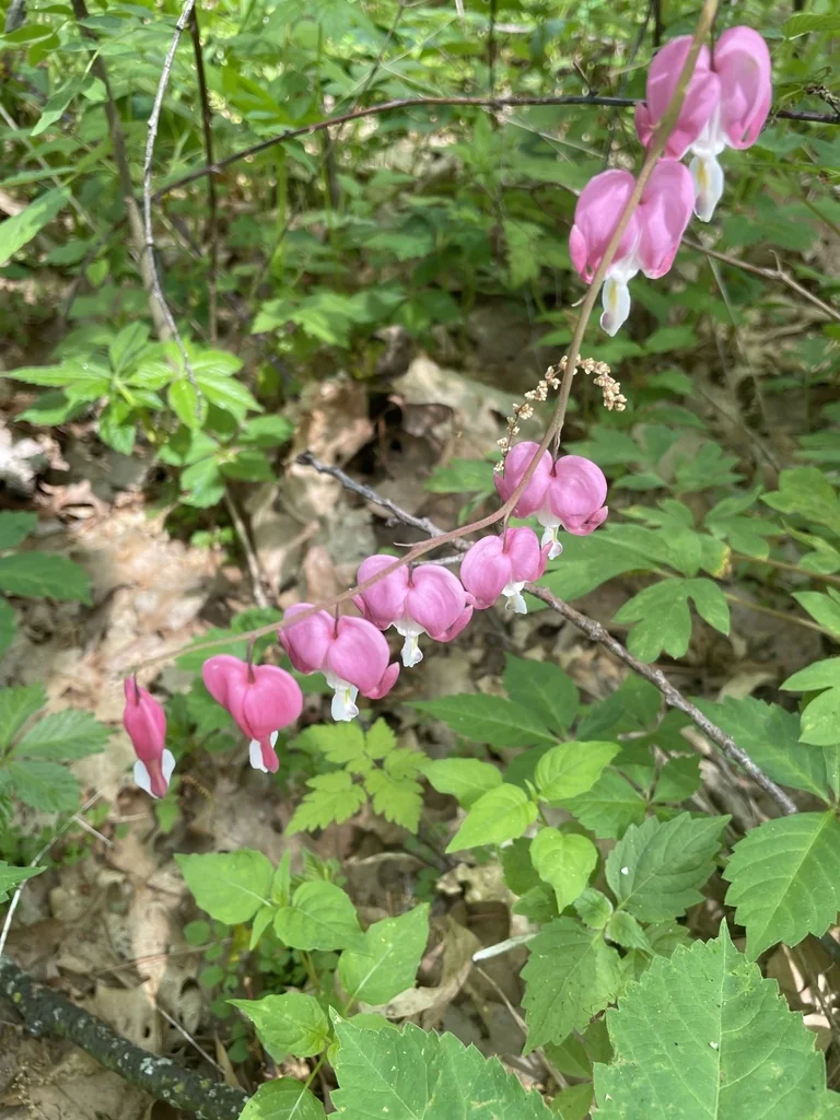Dicentra spectabilis