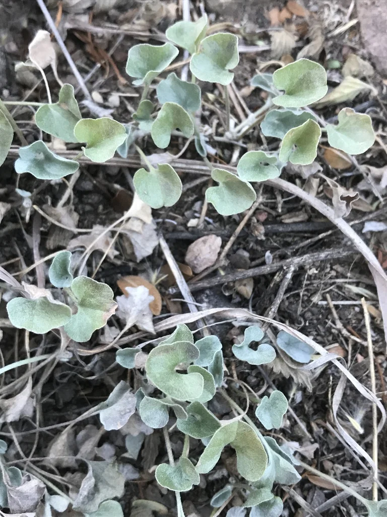 Dichondra argentea